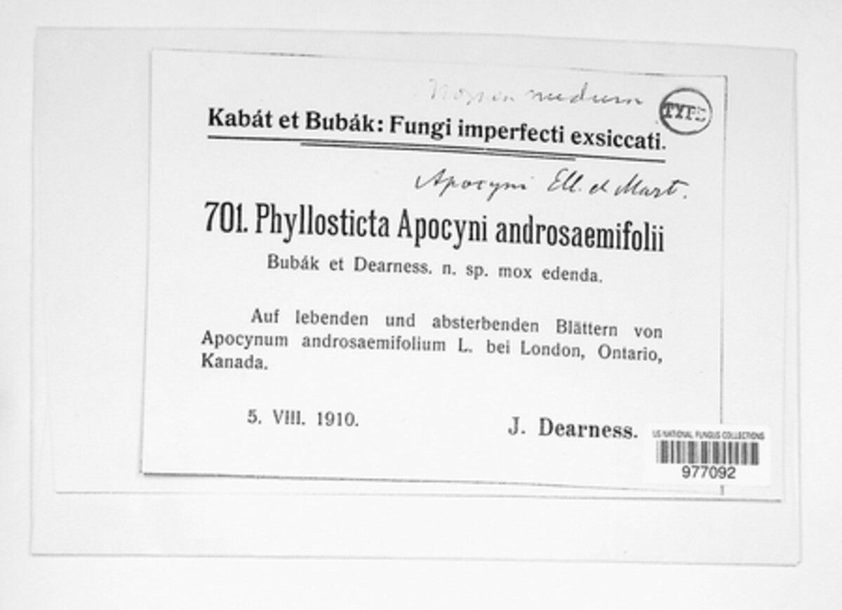Phyllosticta apocyni-androsaemifolii image